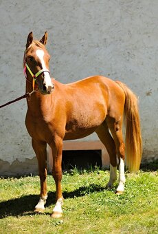 Krásný valach pony 2 roky - 2