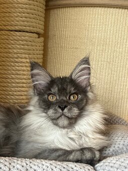 Mainská mývalí s PP - 2