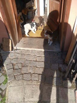 Stenata bordenkolie - 2