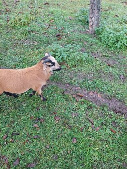 beran ovce kamerunské - 2