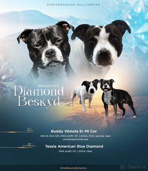 Stafordšírský bulteriér s pp - 2