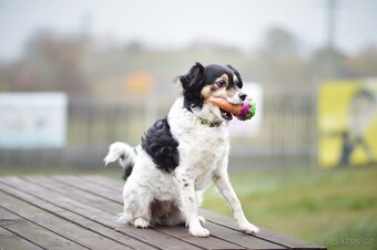 Bublina - malá kříženka, moc hodná, mazlivá a praštěná - 2