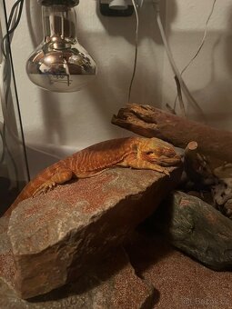 Agama vousatá samec - 2