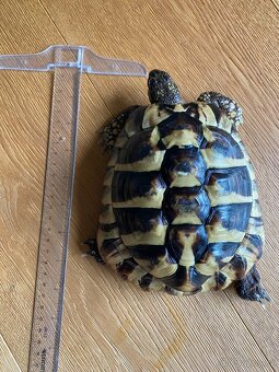 Zelva zelenava, vcetne teraria. - 2