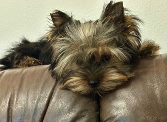 Jorkšírský teriér, drobná fenka fenka s Pp - 2