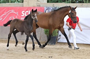 Klisna po Comme il faut a hribe hrebec po Contagio Z - 2