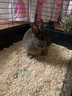 Španělský králík - 2