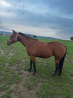 AQH klisna 7 let - 2