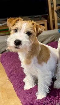 Jack Russell terier - fenka s PP - 2