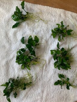 Akvarijní rostliny Anubias mini - 2