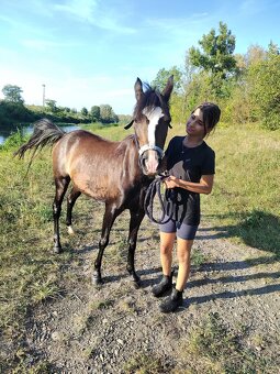Klisnička Welsh pony, sekce B na prodej - 2