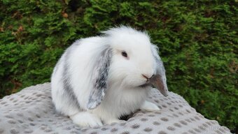 Zakrslý beránek, králíček, králík -MOLLY - 2