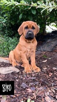 Štěňátka Tosa Inu s PP - 2