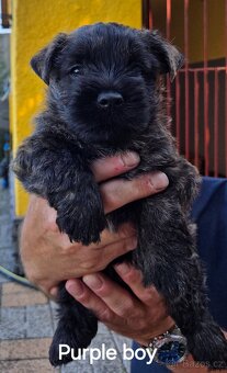 Cairn Terrier (Kern Treriér) - 2