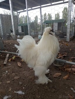 Kohoutek hedvábnička EU bílý - 2
