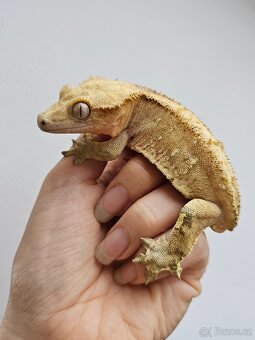 Pagekon řasnatý / ciliatus - 2