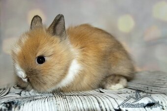 Zakrslý králíček Teddy s VP/samička XIERI_ doprava po ČR - 2