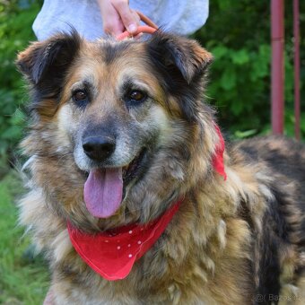 Talinn hledá domov - 2