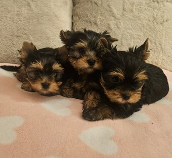 Jorkšìrský teriér - 2