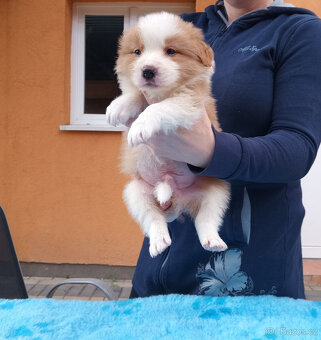 Border kolie s PP - 2