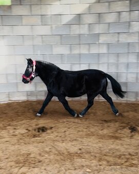 Predam sikovneho pony valacha S (125 cm) - 2