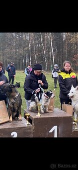 Knírač malý barevný - 2