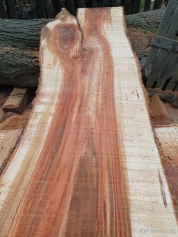 Jilmové fošny, členité, nádherná kresba - 2