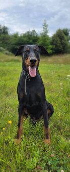 Dobrman ke krytí - 2