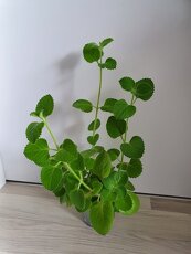 Krásné rýmovníky - 2