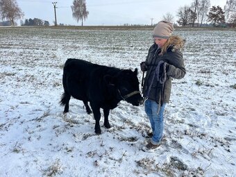 Prodám plenenneho býka Dexter - 2