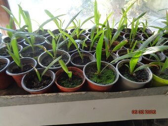 Mrazuvzdorná Palma konopná-palmičky - 2