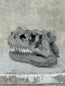 Replika lebky dinosaura Ceratosaurus Muzejní kvalita, 20cm - 2