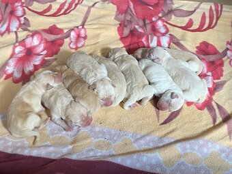 štěňata Labrador retrívra bez PP bílé barvy - 2