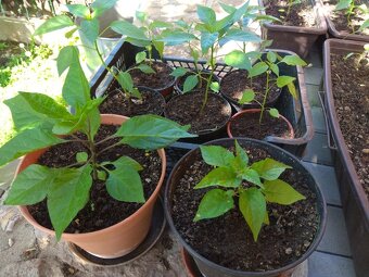 Sazenice chilli papriček - 2