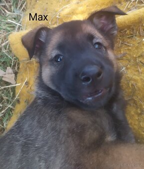 Belgický ovčák malinois - 2