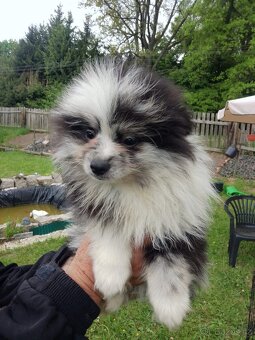 Pomeranian s PP - 2