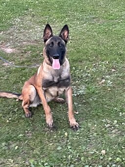 Belgický ovčák malinois - 2