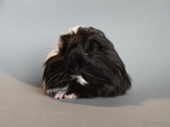 Dlouhosrsté morče plemene šeltie - 2