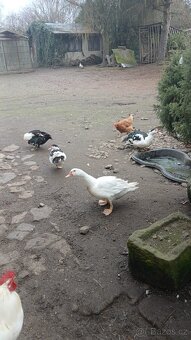 Kachna pižmová - 2