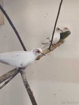 Holoubek diamantový - 2