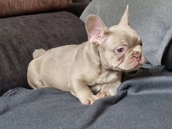 Francouzsky Buldoček - 2