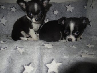 Čivava štěňátka - 2