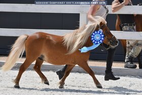 Mini Shetland Pony - připouštění - 2