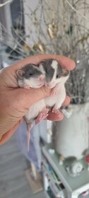 Potkan dumbo mazlíčci - 2