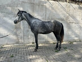 Super pony valach - 2