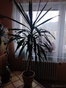 Pokojovka Yucca (Juka) - 2
