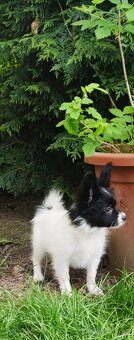 Papillon s PP - 2