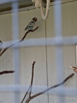 Agapornis škraboškový - 2