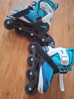 Koleckove brusle modre - 2