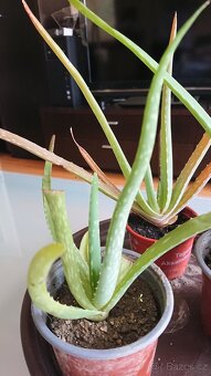 Aloe Vera- zakořeněné sazenice - 2